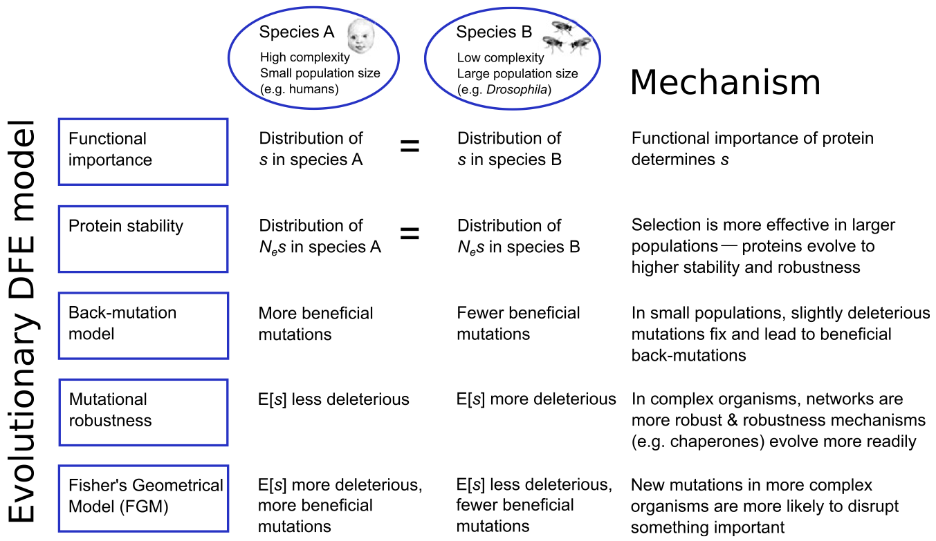 Overview of the main predictions of five theoretical models regarding DFE differences between two species. Here, E[s] is the average selection coefficient of a new mutation, and $N_e$ is the effective population size. Figure and caption from [Huber et al. 2017](https://doi.org/10.1073/pnas.1619508114).