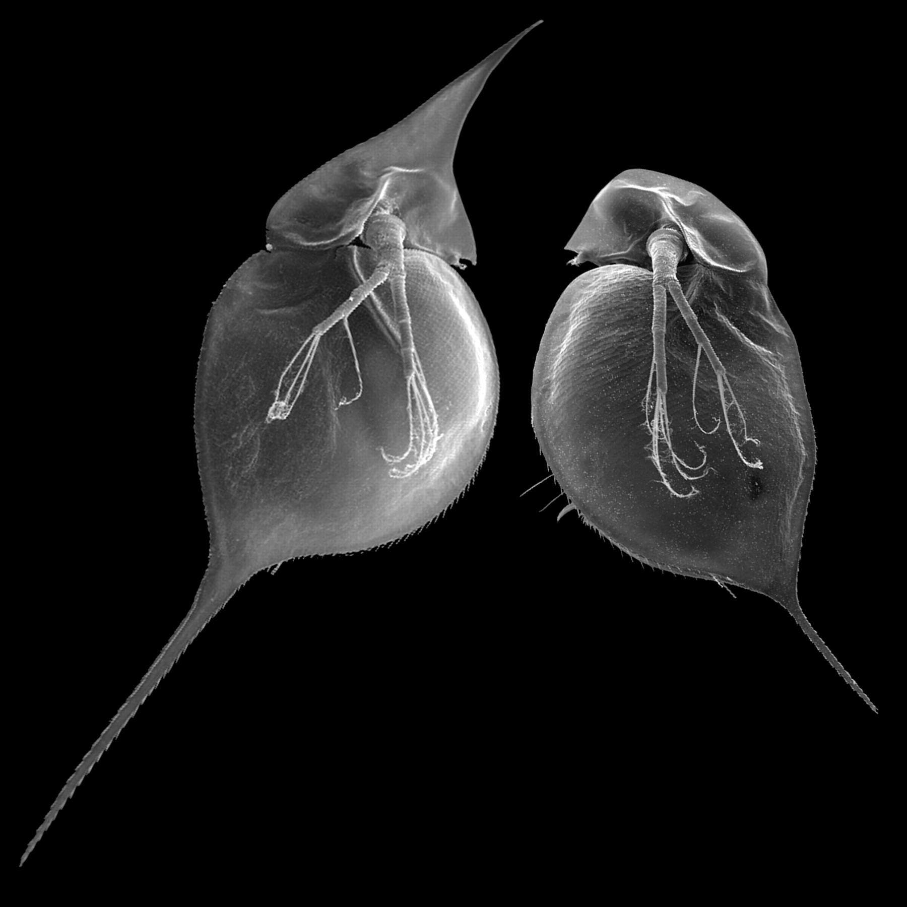 Two individuals of a single clone of the Asian and African water flea, Daphnia lumholtzi. The individual on the left was exposed to chemical cues from predaceous fish (induced); the individual on the right was not (control). The sharp helmet and extended tail spine of the induced morph protectD. lumholtzi from fish predators. The uninduced form was formerly described as a different species (D. monacha Brehm 1912). Green (83), in an accurate and prophetic study, related the occurrence of both morphs to differences in fish predation. The induction of this morphological defense has now been implicated as a key factor in the success of D. lumholtzi invading North America (84). Figure and caption from [Agrawal 2001](https://doi.org/10.1126/science.1060701).