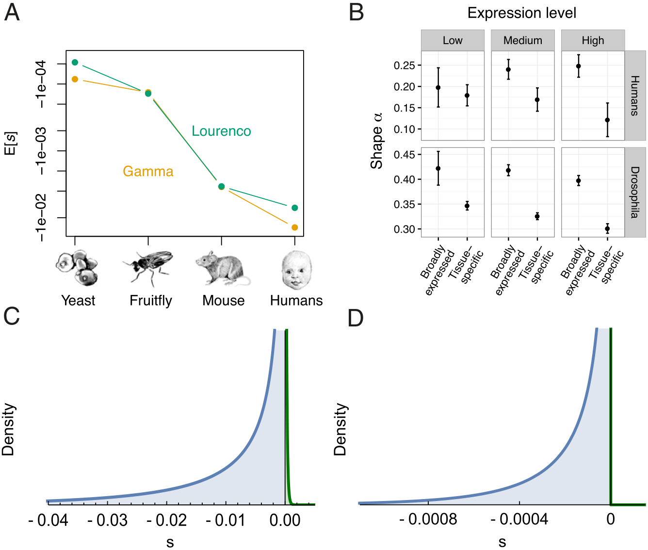 Empirical support for FGM. (A) Both under the gamma DFE and the Lourenço et al. DFE, estimated average deleteriousness of mutations increases as a function of organismal complexity. (B) The shape parameter of the gamma DFE depends on the breadth of gene expression. Tissue-specific genes have a smaller shape parameter (α) than broadly expressed genes, supporting FGM. This pattern is consistent across overall expression levels. (C and D) By fitting the DFE of Lourenço et al., we can model slightly beneficial mutations in the DFE (green) that are thought to compensate for fixed deleterious mutations in species with small population size. We find support for a larger proportion of slightly beneficial mutations in the DFE of (C) humans than in (D) Drosophila. Figure and caption from [Huber et al. 2017](https://doi.org/10.1073/pnas.1619508114).