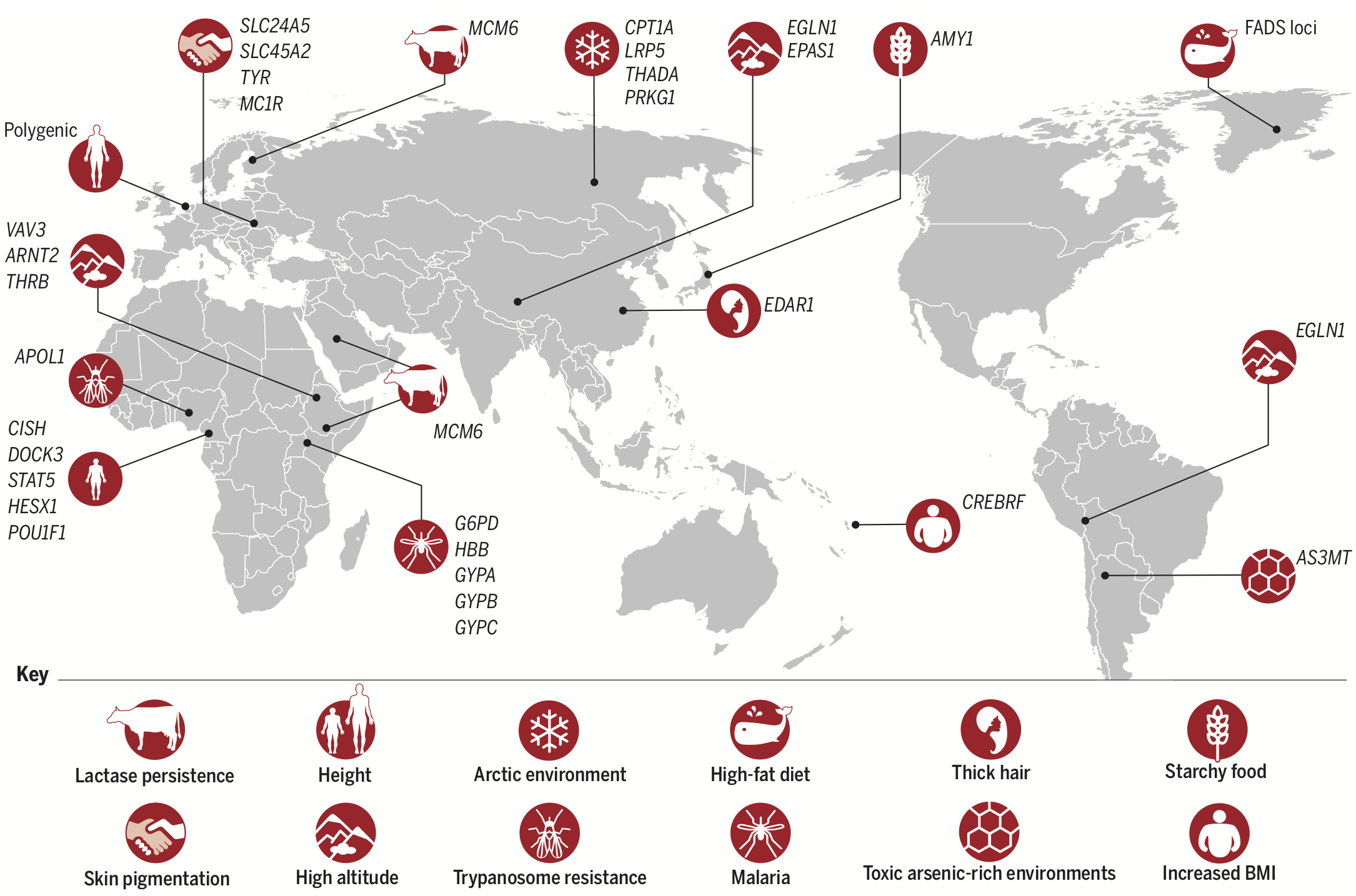 Examples of human local adaptations, each labeled by the phenotype and/or selection pressure, and the genetic loci under selection. Figure and caption from [Fan et al. (2016)](https://doi.org/10.1126/science.aaf5098).