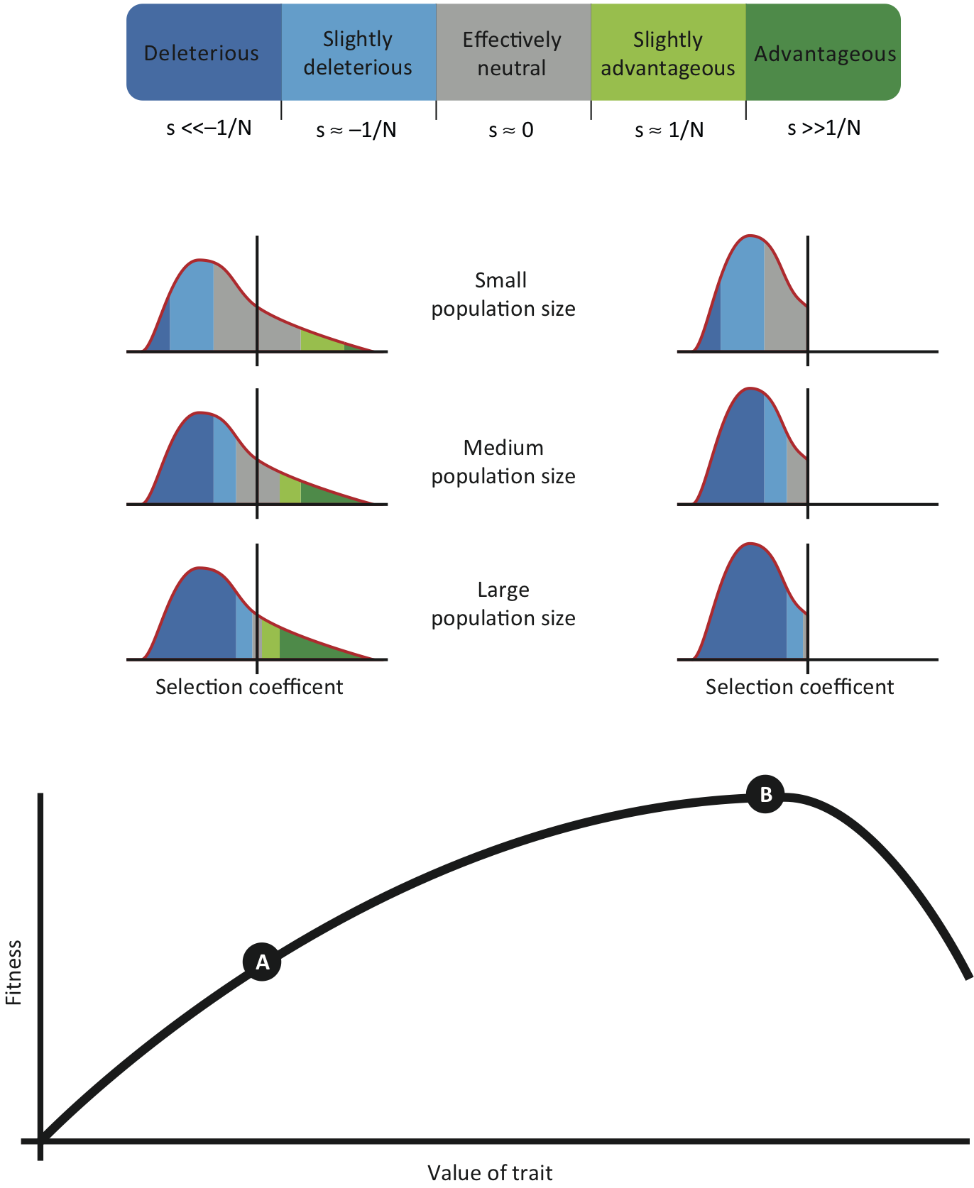 Fitness landscapes and the distribution of fitness effects. Hypothetical distributions of fitness effects for populations of different sizes at different positions on a simple fitness landscape. A population far from the optimum (A) has a certain proportion of mutations that confer increases in fitness. However, a population at the hypothetical optimum of the landscape (B) cannot increase it fitness, so all mutations are deleterious. In both cases, the proportion of mutations that fall into different categories (Box 2, main text) changes depending on the effective population size. Note that, for simplicity, we have drawn a fitness landscape that varies along a single dimension, but the distributions we have drawn are more similar to those that would come from higher-dimensional fitness landscapes. Furthermore, it is unlikely that any natural population sits at the precise optimum of any fitness landscape. The selection coefficients are shown on natural scales, not log-transformed scales. Figure and caption from [Lanfear et al. 2014](http://dx.doi.org/10.1016/j.tree.2013.09.009).