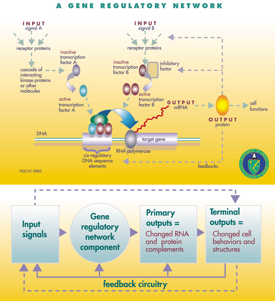 A gene regulatory network. Top: Schematic GRN mechanism. Bottom: Functional representation. Figures from [Genomes to Life Program Roadmap, April 2001, DOE/SC-0036, U.S. Department of Energy Office of Science](https://genomicscience.energy.gov/).