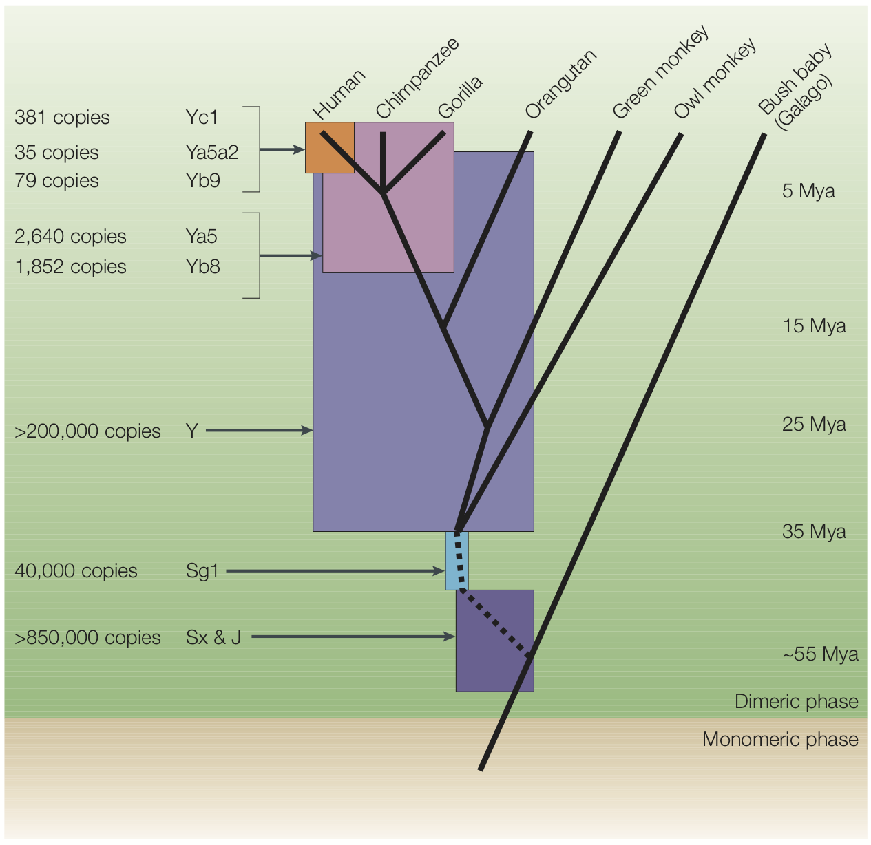 The expansion of Alu elements in primates. The expansion of Alu subfamilies (Yc1, Ya5a2, Yb9, Yb8, Y, Sg1, Sx and J) is superimposed on a tree of primate evolution. The expansion of the various Alu subfamilies is colour coded to denote the times of peak amplification. The approximate copy numbers of each Alu subfamily are also noted. Mya, million years ago. Figure and caption from [Batzer and Deininger 2002](https://doi.org/10.1038/nrg798).