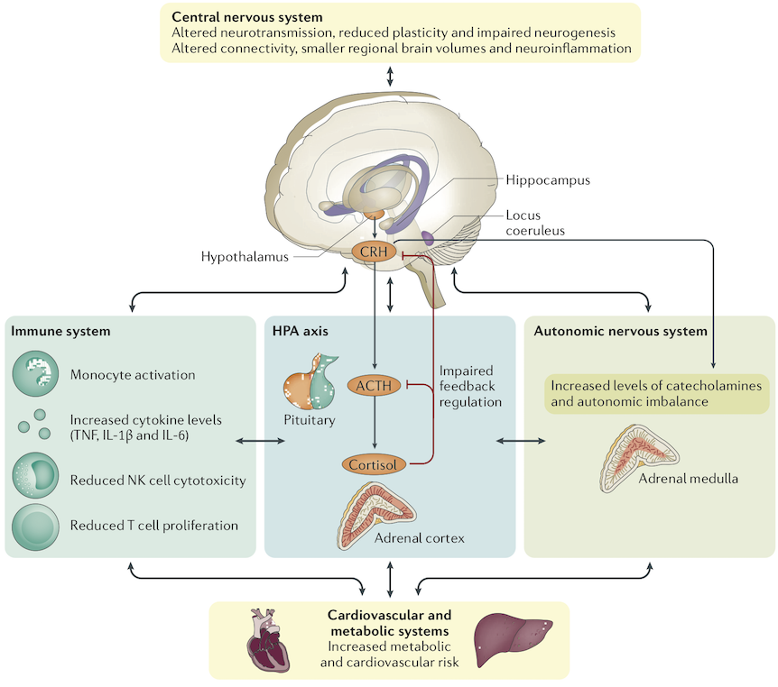 **Biological systems involved in the pathophysiology of MDD.** Clinical studies in major depressive disorder (MDD) and relevant animal models have identified pathophysiological features in the central nervous system, as well as the major stress response systems, such as the hypothalamic–pituitary–adrenal (HPA) axis, the autonomic nervous system and the immune system. In the central nervous system, altered neurotransmission and reduced plasticity are evident. These could underlie functional changes in relevant brain circuits (for example, cognitive control and affective–salience networks), smaller regional brain volumes (for example, in the hippocampus) and neuroinflammation, as confirmed in neuroimaging studies. Beyond the central nervous system, chronic hyperactivity impairs feedback regulation of the HPA axis, which is one of the most consistently reported biological features of MDD. Within the immune system, substantial evidence supports increased levels of circulating cytokines and low-grade chronic activation of innate immune cells, including monocytes. However, other aspects of immunity seem to be impaired as exemplified by reduced natural killer (NK) cell cytotoxicity and T cell proliferative capacity. Once it becomes chronic, both HPA axis hyperactivity and inflammation might converge with alterations in the autonomic nervous system to contribute to central nervous system pathobiology as well as cardiovascular and metabolic disease, which often co-occur with MDD. The sequence of events leading to changes in these interconnected systems and their exact relationship is not known. However, mechanistic studies in animals have shown that alterations in stress response systems can directly and indirectly affect the central nervous system (BOX 3). Conversely, chronic stress and associated changes in behaviour can reproduce many of the stress system alterations, including HPA feedback impairment and inflammation, which suggests a bidirectional link between central and peripheral biological features of MDD. ACTH, adrenocorticotropin; CRH, corticotropin-releasing hormone; TNF, tumour necrosis factor. Figure and caption from [Otte et al. (2016)](http://dx.doi.org/10.1038/nrdp.2016.65).