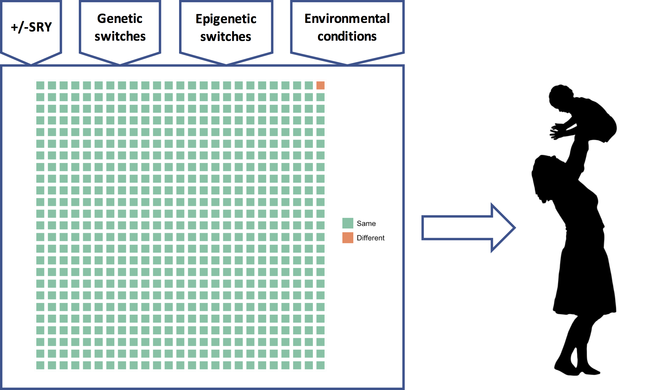 The genetic program model of the genome. A universal genetic program comprising thousands of GRNs (green squares) reads many different types of inputs and to produce a phenotype that is custom-built for (its best guess about) the upcoming selective environmental conditions.