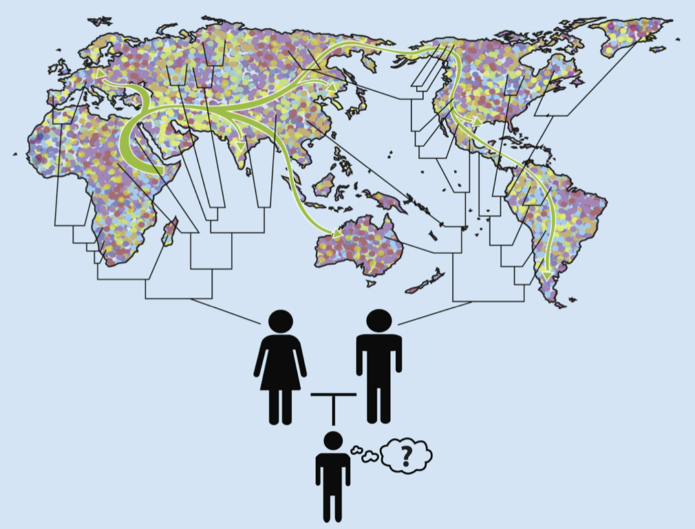 Global Ancestry. The green arrows symbolize migration of early human ancestors out of Africa. The color mosaic denotes global population diversity resulting from various subsequent inter- and intra-continental and regional migrations. The pedigree represents the complex network of intermediate and recent ancestors that is the subject of individual genetic genealogy testing. Figure and caption from [Royal et al. 2010](https://doi.org/10.1016/j.ajhg.2010.03.011).