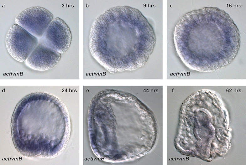 Sea urchin development. Blue color indicates distribution of mRNA transcripts of activinB, a key signaling protein. Figure from [Sethi et al. 2009](https://doi.org/10.1371/journal.pbio.1000029.g007).
