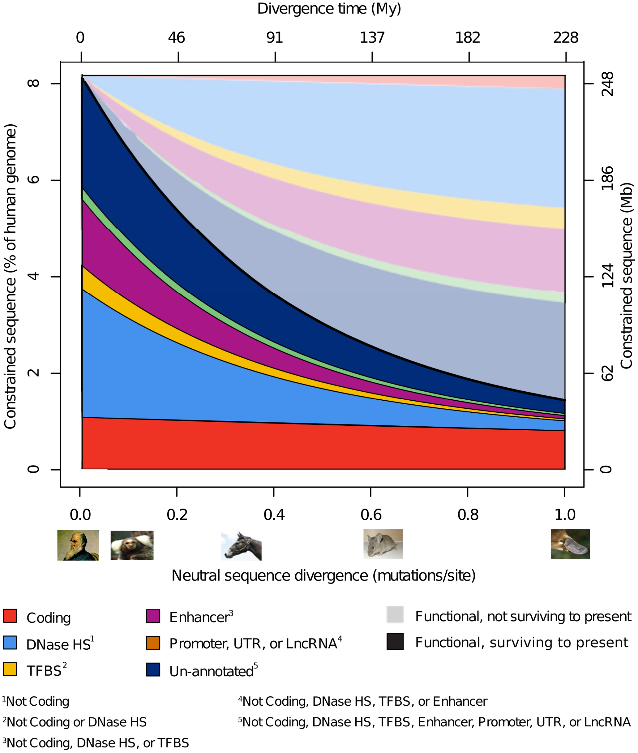 Schematic summary of the fraction of constrained sequence that has been retained (saturated colours) or turned over (pastel colours) in the human lineage over time (X-axis, divergence time) and how it has been distributed across various categories of functional element. In addition to showing the reduced quantity of preserved constrained sequence with increasing divergence, we infer the reciprocal quantity of sequence that is assumed to have been gained over human lineage evolution. Figure and caption from [Rands et al. 2014](https://doi.org/10.1371/journal.pgen.1004525).