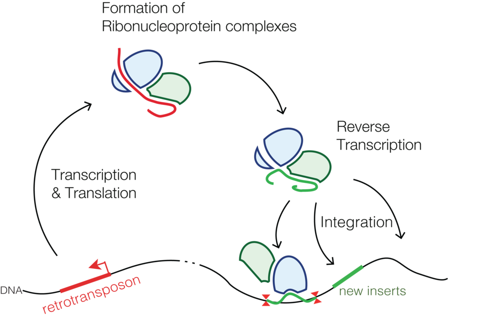Retrotransposon. Figure from [Wikimedia.org](https://commons.wikimedia.org/wiki/File:Retrotransposons.png)