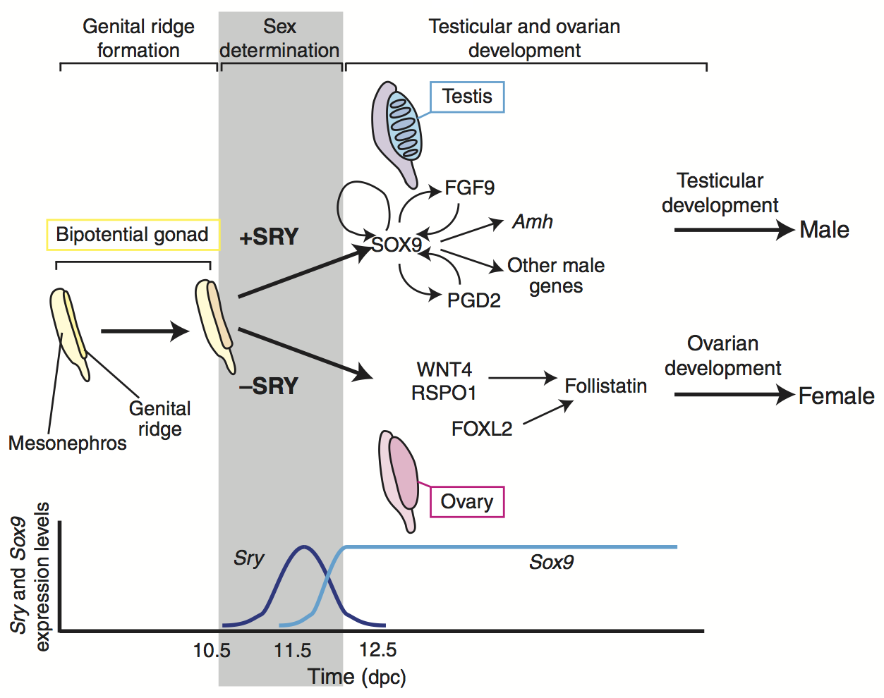 Overview of sex determination in mice. Chronological flow of early mouse sex differentiation; the grey area indicates the period of sex determination. During mouse embryogenesis, bi-potential gonads (yellow) arise from the genital ridges by 10.5 days post coitum (dpc). In somatic cells of XY genital ridges, Sry expression (shown in dark blue beneath the schematic) starts at 10.5 dpc, reaches a peak at 11.5 dpc and then wanes by 12.5 dpc. A few hours later, Sox9 expression (shown in light blue beneath the schematic) is upregulated to induce differentiation of Sertoli cells. Sox9 expression peaks at 11.5-12.5 dpc, continues to be expressed postnatally and is supported by several positive-feedback loops (including FGF9, prostaglandin D2 and SOX9 itself), and SOX9 subsequently activates many male-specific genes, including Amh. At 12.5 dpc, testis cords have formed, and morphological differences between testis (blue) and ovary (pink) are evident. In the absence of SRY, genes such as Wnt4, Rspo1 and Foxl2 are expressed in a female-specific manner and induce ovarian development, as characterized by the expression of follistatin and many other ovary-specific genes. Abbreviations: Amh, anti-Müllerian hormone; dpc, days post coitum; FGF9, fibroblast growth factor 9; FOXL2, forkhead box L2; PGD2, prostaglandin D2; RSPO1, R-spondin 1; SOX9, SRY box containing gene 9; SRY, sex-determining region on the chromosome Y; WNT4, wingless-type MMTV integration site family, member 4. Figure and caption from [Kashimada and Koopman 2010](https://doi.org/10.1242/dev.048983).