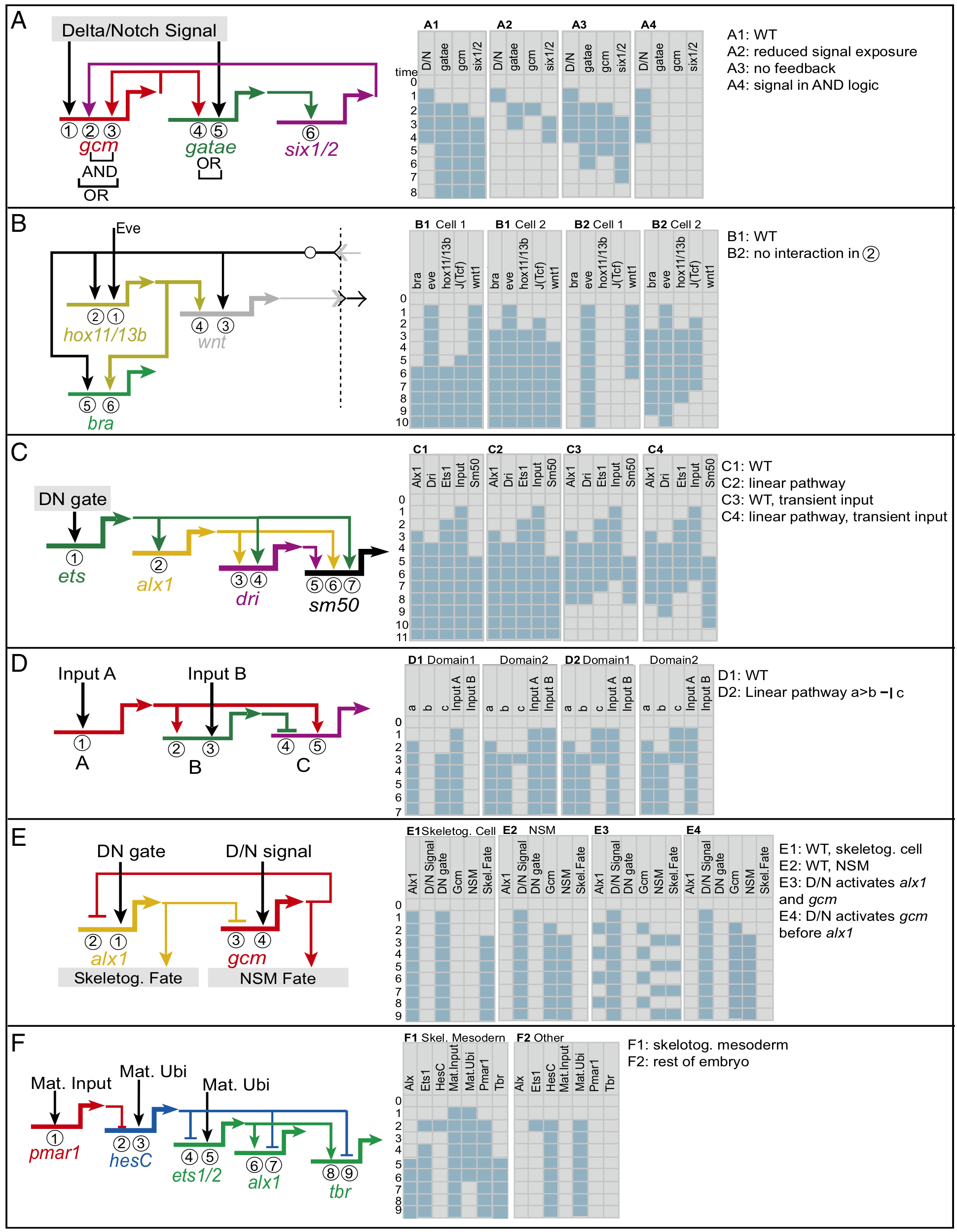 Structure and function of different types of subcircuit. (A) Positive feedback subcircuit. (B) Community-effect subcircuit. (C) Coherent feedforward subcircuit. (D) Incoherent feedforward subcircuit. (E) Mutual-repression subcircuit. (F) Double-negative gate subcircuit. All except the subcircuit in D are examples from the sea urchin endomesoderm GRN. (Left) The topologies of regulatory interactions in each subcircuit. (Right) The expression of each gene in the subcircuit under each condition, as determined by Boolean modeling. The indicated time steps do not represent real time. Blue, expression; gray, no expression. DN, double-negative gate; D/N, Delta/Notch signaling; Mat., maternal; Skel., skeletogenic; Ubi, ubiquitous activator. Figure and caption from [Peter and Davidson 2017](https://doi.org/10.1073/pnas.1610616114).